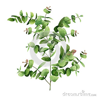 Watercolor painting tree green leaf,eucalyptus branches leaves isolated on white background.Watercolor illustration tropical,aloha Cartoon Illustration