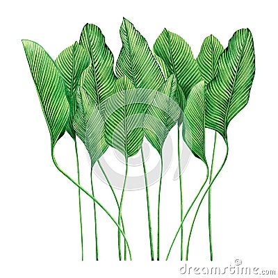 Watercolor painting tropical green leaves,palm leaf isolated on white background.Watercolor hand painted illustration tropical exo Cartoon Illustration