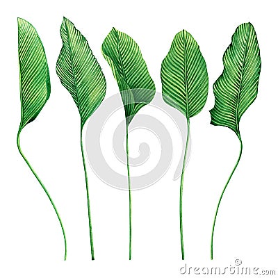 Watercolor painting tropical green leaves,palm leaf isolated on white background.Watercolor hand painted illustration tropical exo Cartoon Illustration