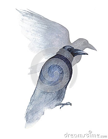 Two watercolor ravens on white Stock Photo