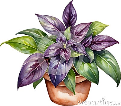 Watercolor painting of the Wandering Jew Plant. Stock Photo