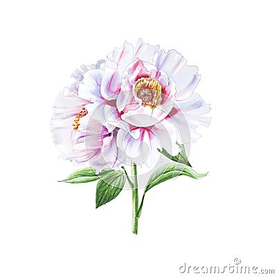 Beautiful white peonies. Bouquet of flowers. Floral print. Marker drawing. Cartoon Illustration