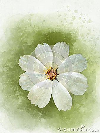 Watercolor painting of a white cosmea flower - in Latin Cosmos Bipinnatus. Letter head, scrapbooking or greeting card, botanical Cartoon Illustration