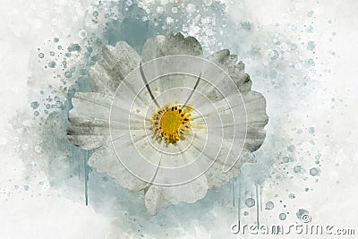 Watercolor painting of white cosmos flower - in Latin Cosmos Bipinnatus. Letter head Stock Photo