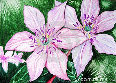 Watercolor pair couple pink clematis flowers nature Stock Photo