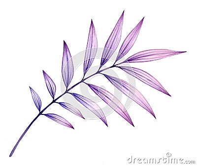 Watercolor palm leaf. Exotic purple plant isolated on white. Transparent jungle tree leaves. Realistic botanical Cartoon Illustration