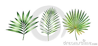 Watercolor palm leave set. Exotic colorful plant isolated on white. Tree jungle green trees. Realistic botanical Cartoon Illustration
