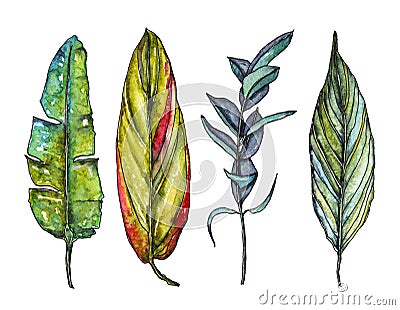 Watercolor palm leaves Cartoon Illustration