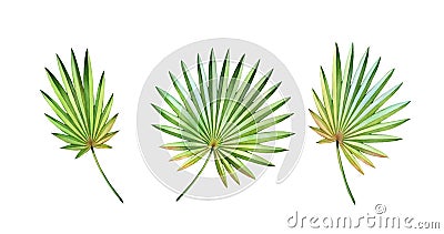 Watercolor palm leaves set. Exotic round fan leaves isolated on white. Jungle green plants collection. Realistic Cartoon Illustration