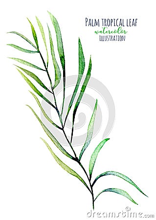 Watercolor palm tropical green branch illustration Cartoon Illustration