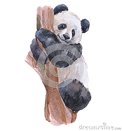 Watercolor panda animal Cartoon Illustration