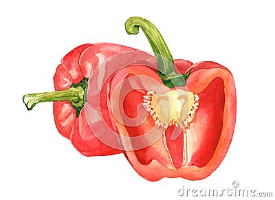 Watercolor paprika and sliced paprika paper vegetable isolated Cartoon Illustration
