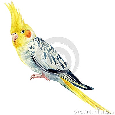 Watercolor parrot on isolated background, cockatiel parrot, hand drawing Cartoon Illustration