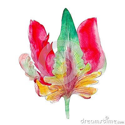 Watercolor parrot tulip flower, hand drawn, isolated on white. Stock Photo