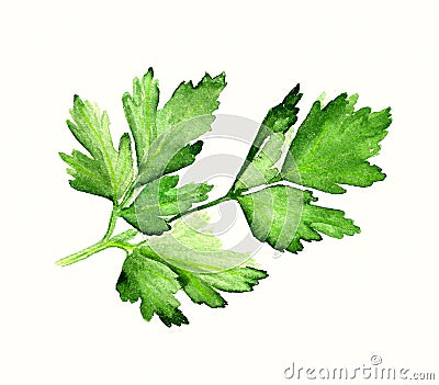 Watercolor parsley Stock Photo