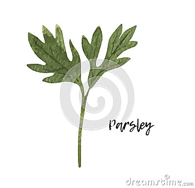 Watercolor parsley. hand drawn illustration. spice isolated on white. Clipart object. Vector Illustration