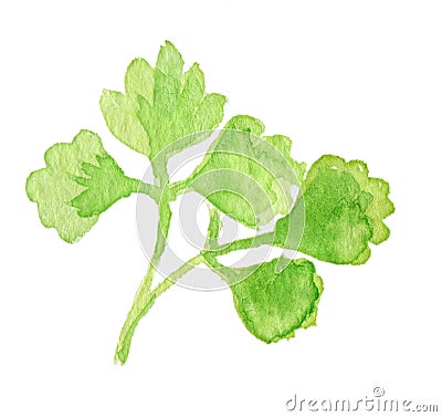 Watercolor parsley Stock Photo