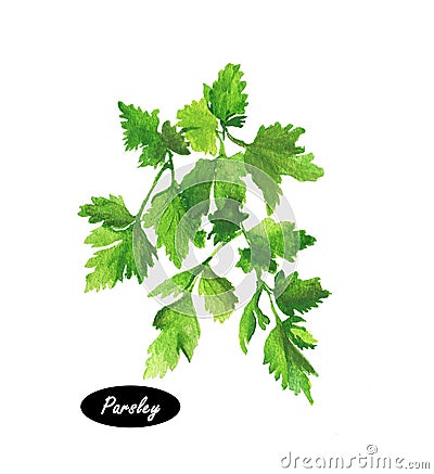 Watercolor parsley on white background Stock Photo