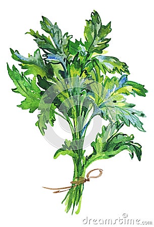 Watercolor parsley greenery Cartoon Illustration