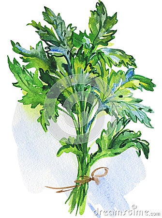 Watercolor parsley greenery Cartoon Illustration