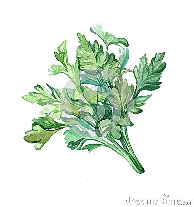 Watercolor Parsley on white Stock Photo