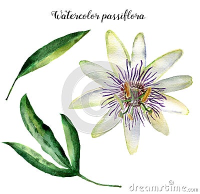 Watercolor passiflora with leaves. Hand painted exotic floral illustration isolated on white background. Tropic flower Cartoon Illustration