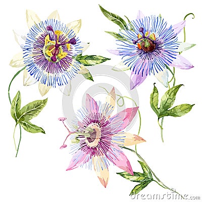 Watercolor passion flower Vector Illustration