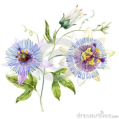 Watercolor passion flower Vector Illustration