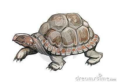 Watercolor illustration. Turtle image. Tortoise hand-drawn in watercolor isolated on white background. Cartoon Illustration