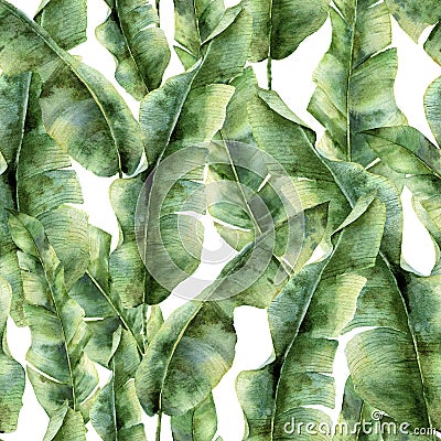 Watercolor pattern with banana palm leaves. Hand painted exotic greenery branch. Tropic plant isolated on white Cartoon Illustration