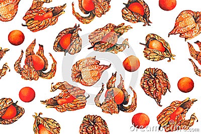 Watercolor pattern of physalis fruit berry Cartoon Illustration