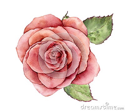 Watercolor Peace rose. Hand painted vintage flower with leaves isolated on white background. Botanical illustration for Cartoon Illustration