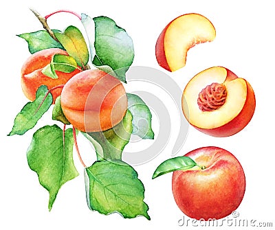 Watercolor peach tree branch with fruits and leaves Cartoon Illustration
