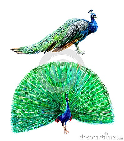 Watercolor peacock bird isolated on a white background illustration. Cartoon Illustration