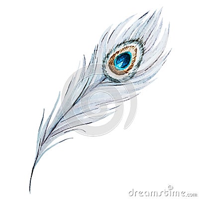 Watercolor peacock feather Vector Illustration