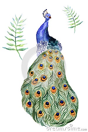 Watercolor peacock isolated on a white background Stock Photo