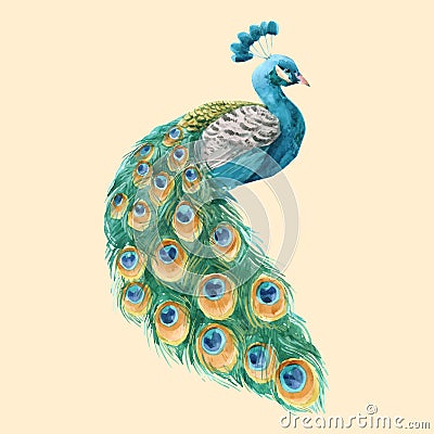 Watercolor peacock vector illustration Vector Illustration