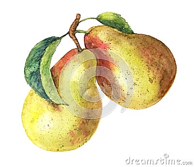 Watercolor pear branch vintage watercolor illustration Cartoon Illustration