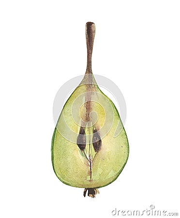 Watercolor pear. Composition on a white background Stock Photo