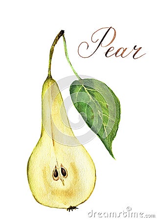 Watercolor pear cutaway. Botanical illustration. Isolated. Cartoon Illustration