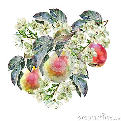 Watercolor pear with flowers. Floral illustration. White background. Cartoon Illustration