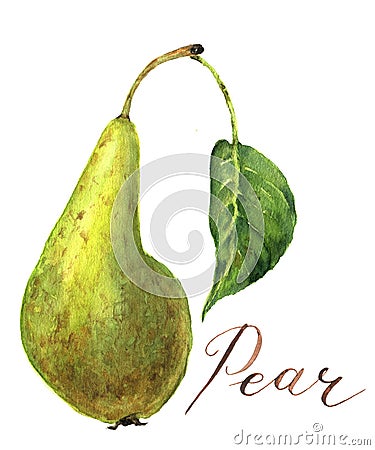 Watercolor pear with leaf. Botanical illustration. Cartoon Illustration