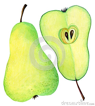 Watercolor pear Vector Illustration