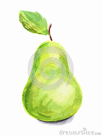 watercolor pear. Vector Illustration