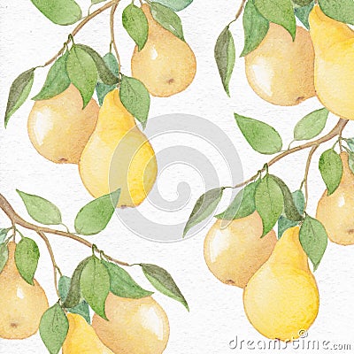 Watercolor pear, watercolor yellow pear, background pear, botanic Stock Photo