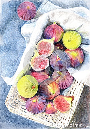 Watercolor pencil illustration of a basket lined with white cloth with purple and light green figs Cartoon Illustration