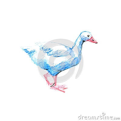 Watercolor pencil illustration funny geese on white background. Cartoon Illustration