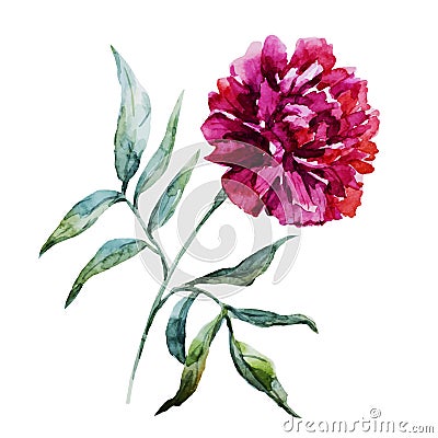 Watercolor peony flower Vector Illustration