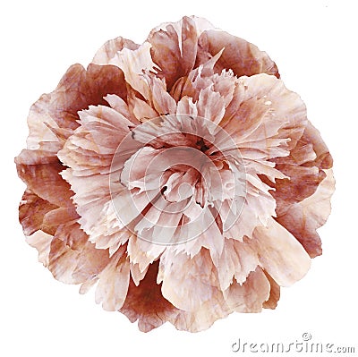 Watercolor Peony flower brown-pink on a white isolated background with clipping path. Nature. Closeup no shadows. Stock Photo