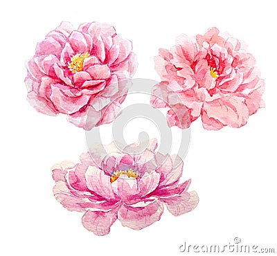 Watercolor peony set Stock Photo